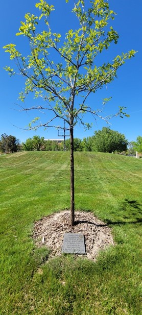 george floyd memorial tree